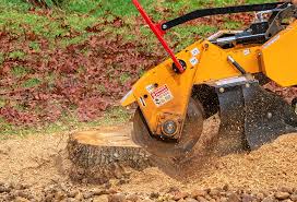 Best Fruit Tree Pruning  in Sprague, WV