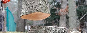 Best Firewood Processing and Delivery  in Sprague, WV