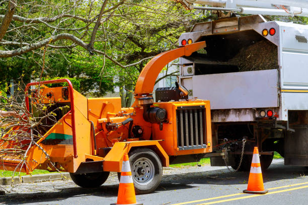 Best Storm Damage Tree Cleanup  in Sprague, WV