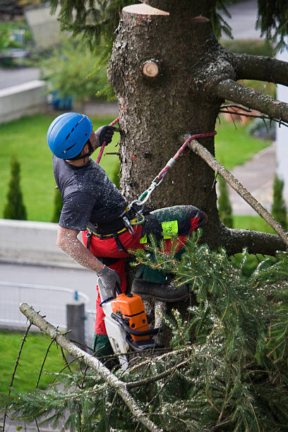 How Our Tree Care Process Works  in  Sprague, WV