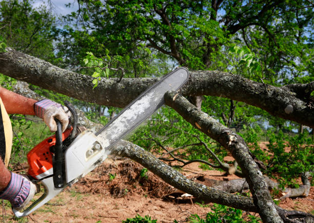 Best Tree Cabling and Bracing  in Sprague, WV